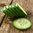 Cucumber concentrate by TFA - 15ml